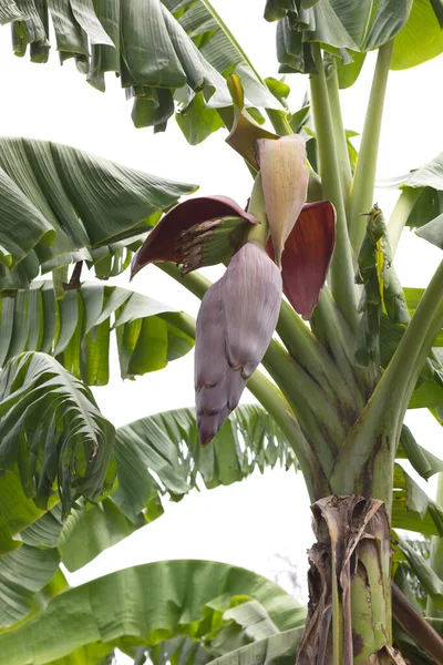 Flor Banana Com Frutas Fundo Branco — Fotografia de Stock