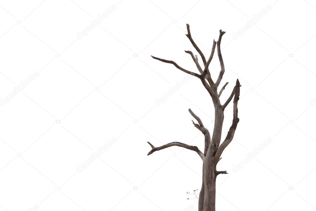 Dead and dry tree on white background.