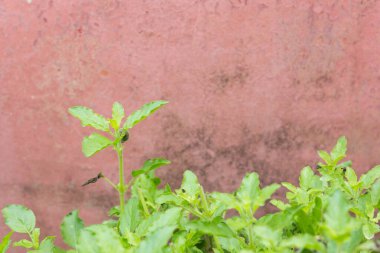 Kırmızı arka planda taze organik bazilik yapraklarını kapat.