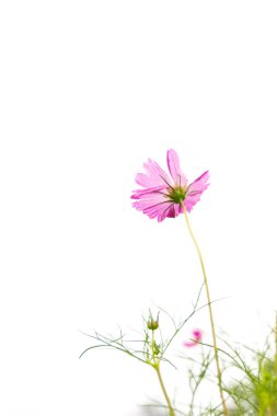 Beyaz arkaplanda kozmos çiçeği (Cosmos Bipinnatus).