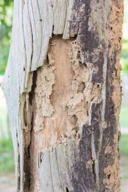Termitler izleri eski ahşap üzerine yemek.