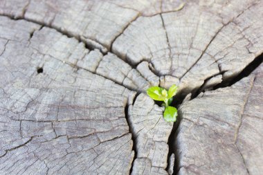 Merkez sandıkta büyüyen tohumlar yeni bir hayat, yeni bir gelişme ve yenilenme konsepti olarak gelişen liderlik başarısının bir iş konsepti olarak gösteriliyor..