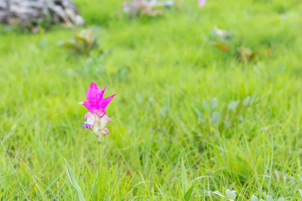 Κοντινό Πλάνο Του Ροζ Siam Tulip — Φωτογραφία Αρχείου