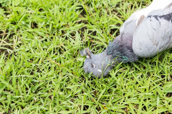 Closeup Dead Pigeon Ground — Stock Photo, Image