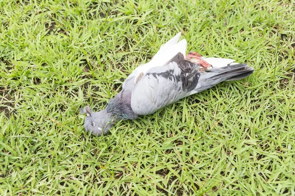 Closeup Dead Pigeon Ground — Stock Photo, Image