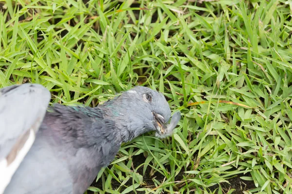 Yaklaş Yerde Ölü Bir Güvercin — Stok fotoğraf