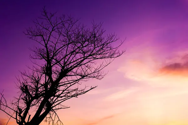 Силует Велике Дерево Проти Заходу Сонця — 스톡 사진