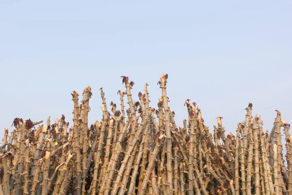 Early Varieties Cassava Manioc Plant Thailand — ストック写真