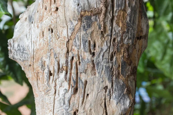 Sporen Van Termieten Eten Oud Hout — Stockfoto