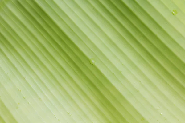 Banana Leaves Use Background — Stock Photo, Image