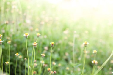 Bulanık yeşil yaprak arkaplanı üzerine yabani çiçekler (Coldenia procumbens Linn).