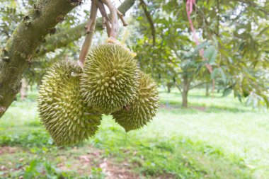 Bahçedeki ağaçtaki genç durianlar.