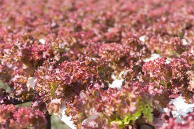 Hidrofonik teknoloji. Organik hidroponik sebze yetiştirme çiftliği.