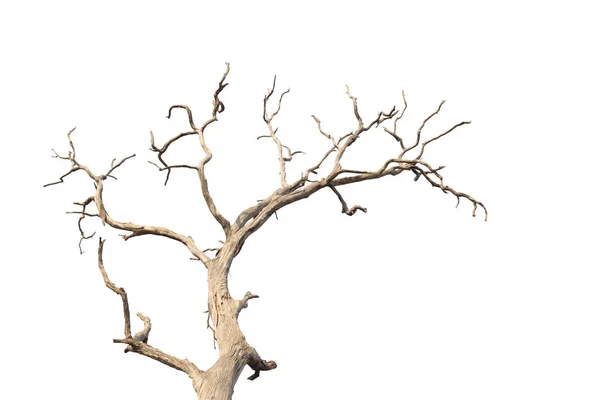 Dead Dry Tree White Background — Foto de Stock