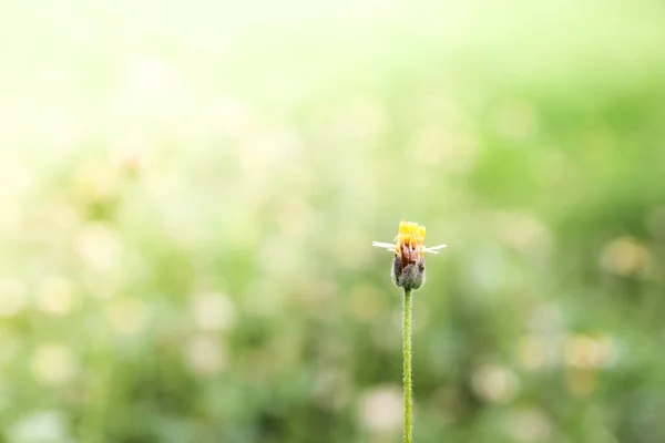 葉裏がぼんやりとした緑色をしている野生の花 コルデニア属 リンネ — ストック写真