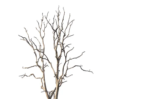 Dead Dry Tree White Background — Stock fotografie