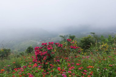 Zinnia çiçekleri bahçede ve sisli bir günde.