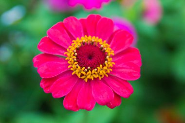 Zinnia çiçekleri bulanık arka planda bahçede.