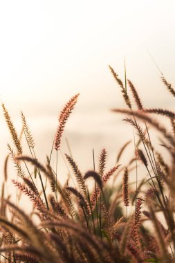 Sabah çimenlerin çiçeği..