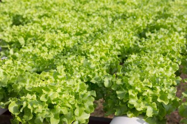 Hidrofonik teknoloji. Organik hidroponik sebze yetiştirme çiftliği.