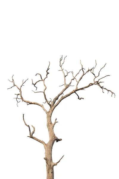 Мертве Сухе Дерево Білому Тлі — стокове фото