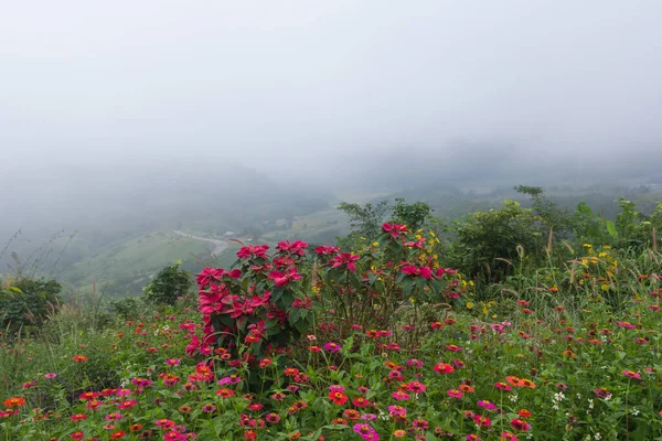 Zinnia çiçekleri bahçede ve sisli bir günde.