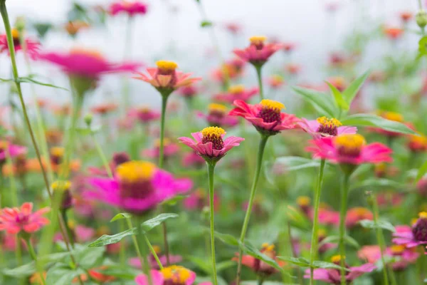 Zinnia Floral Jardín —  Fotos de Stock
