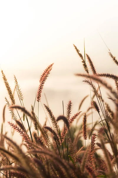 Sabah çimenlerin çiçeği..