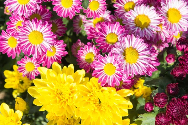 Hermosa Flor Crisantemo Pequeño Jardín —  Fotos de Stock