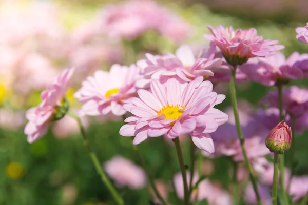 Beautiful Chrysanthemum Flower Little Garden — Stock Photo, Image