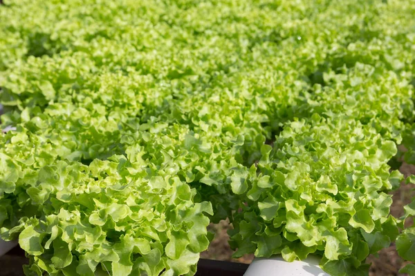 Hidrofonik teknoloji. Organik hidroponik sebze yetiştirme çiftliği.