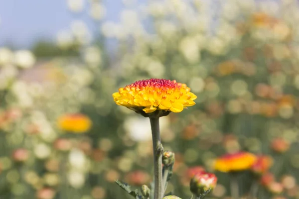 Chryzantémy Krásné Květinové Pozadí — Stock fotografie