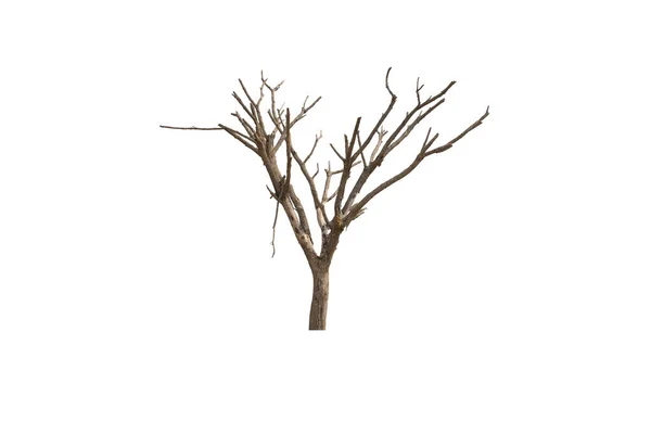 Dead Dry Tree White Background — Photo