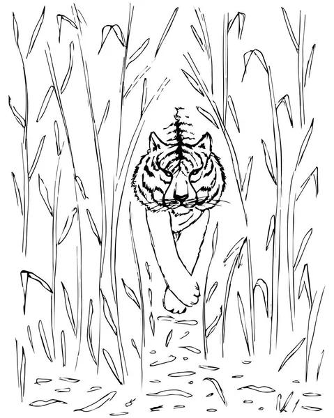 Tigre andando em bosque de bambu, ilustração, vetor de tatuagem com fundo branco —  Vetores de Stock
