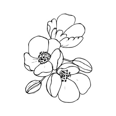 Çiçek açan kiraz. Çiçek tomurcukları olan Sakura dalı. Baharda çiçek açan bir ağacın siyah beyaz çizimi. Üzerinde Japon kiraz çiçekleri olan logo. Dövme. Doğrusal Sanat.