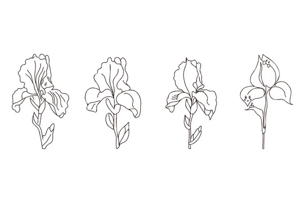 A set of stylized iris flower, origami, vector illustration. — Stockvektor