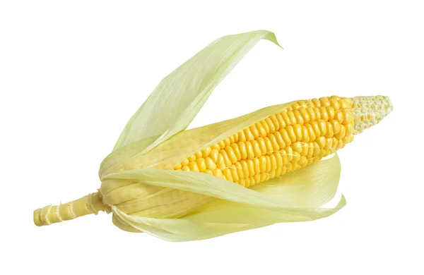 Fresh Yellow Corn Isolated White Background Shadow Half Sweet Corn — Stock Photo, Image