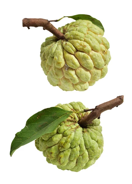 Fresh custard apple or sugar apple fruit isolated, slices, pieces, half with clipping path, no shadow in white background