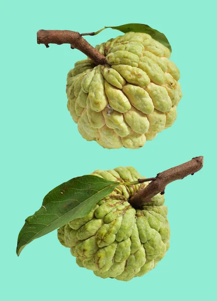 Fresh custard apple or sugar apple fruit isolated, slices, pieces, half with clipping path, no shadow in white background