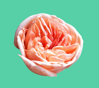 Pastel David Austin gül çiçeği beyaz arka planda izole, kırpma yolu ile gölge yok