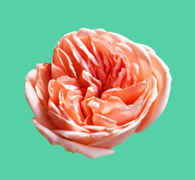 Pastel David Austin gül çiçeği beyaz arka planda izole, kırpma yolu ile gölge yok