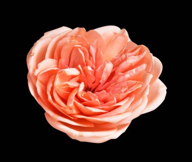 Pastel David Austin gül çiçeği beyaz arka planda izole, kırpma yolu ile gölge yok