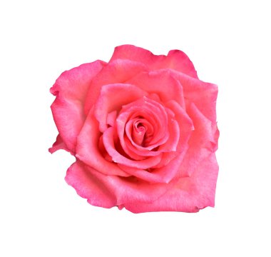 Pastel David Austin gül çiçeği beyaz arka planda izole, kırpma yolu ile gölge yok