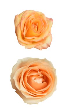 Pastel David Austin gül çiçeği beyaz arka planda izole, kırpma yolu ile gölge yok