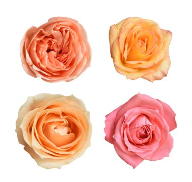 Pastel David Austin gül çiçeği beyaz arka planda izole, kırpma yolu ile gölge yok