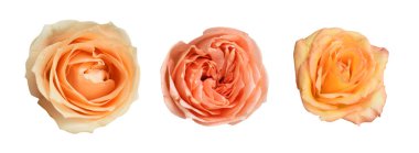 Pastel David Austin gül çiçeği beyaz arka planda izole, kırpma yolu ile gölge yok