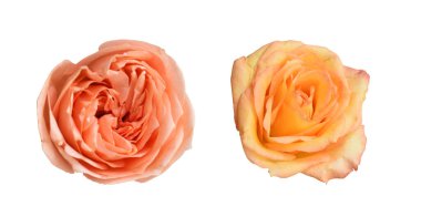 Pastel David Austin gül çiçeği beyaz arka planda izole, kırpma yolu ile gölge yok