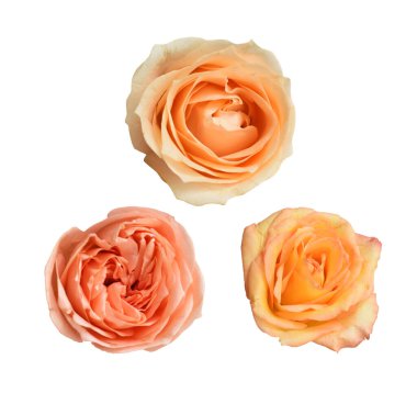 Pastel David Austin gül çiçeği beyaz arka planda izole, kırpma yolu ile gölge yok