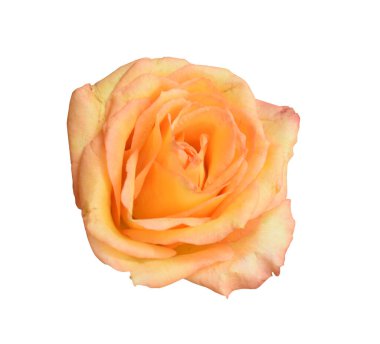 Pastel David Austin gül çiçeği beyaz arka planda izole, kırpma yolu ile gölge yok