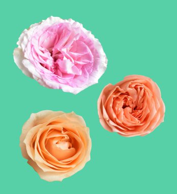 Pastel David Austin gül çiçeği beyaz arka planda izole, kırpma yolu ile gölge yok